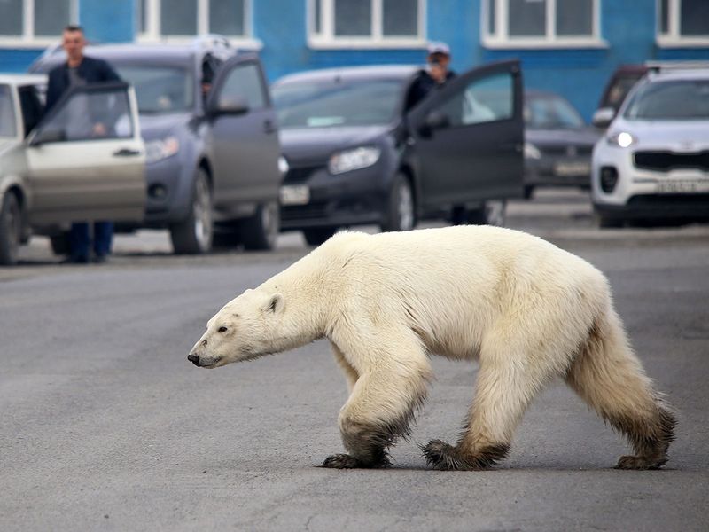 polar bear gallery