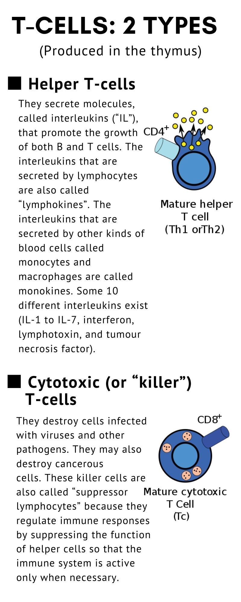 T cells helper and cytotoxic killer cells
