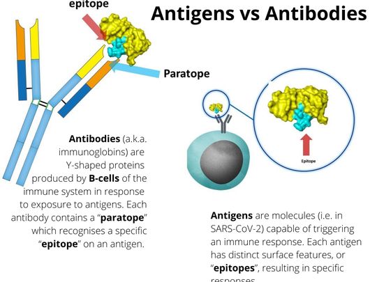 antigens vs antibodies pathogens epitopes 