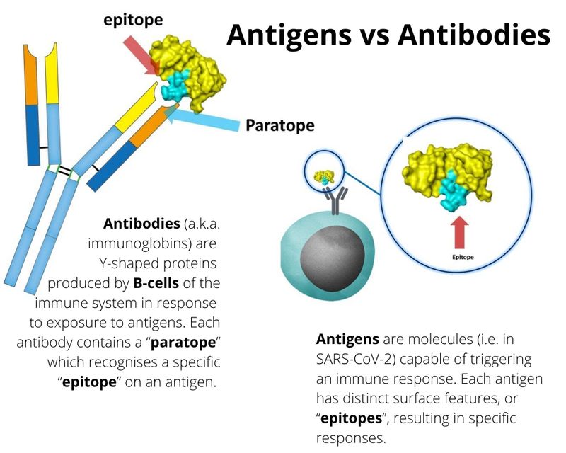 antigens vs antibodies pathogens epitopes 