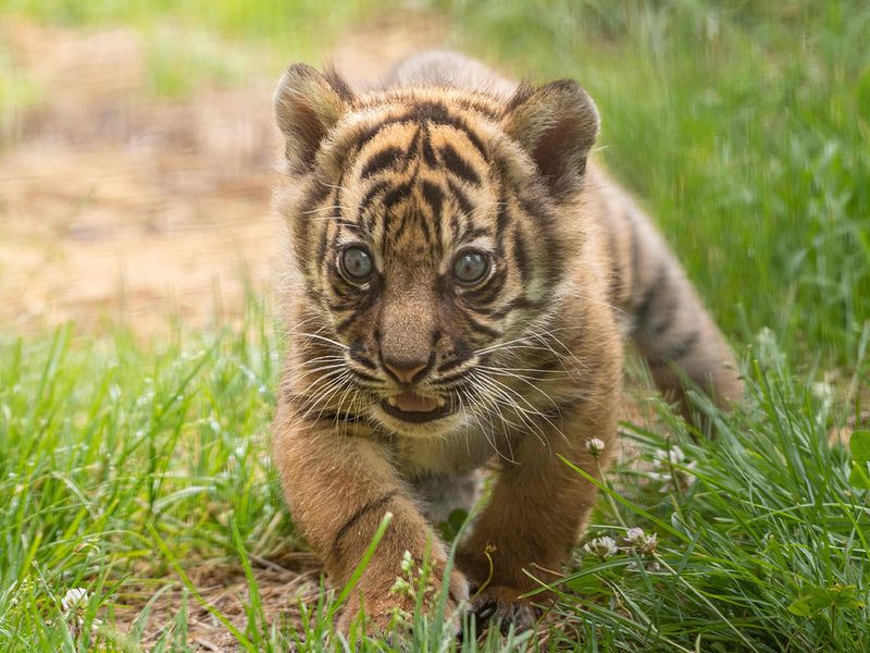 Sumatran Tiger cub gallery