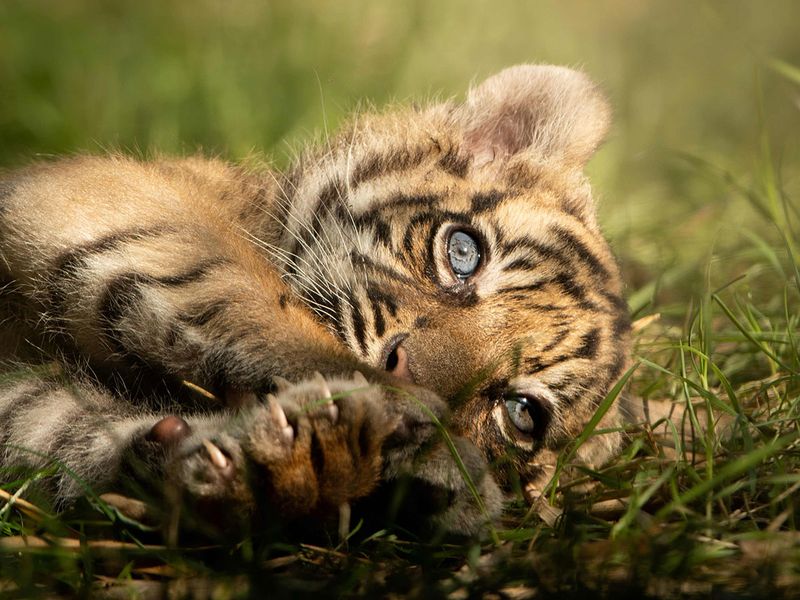 Sumatran Tiger Cub 51017 6 Week Editorial Stock Photo - Stock Image