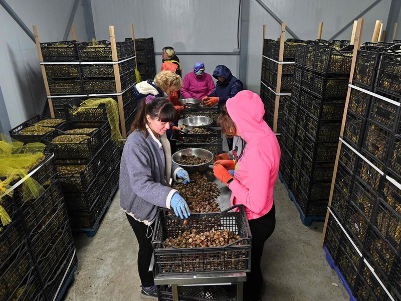 Ukraine's snail farmers 
