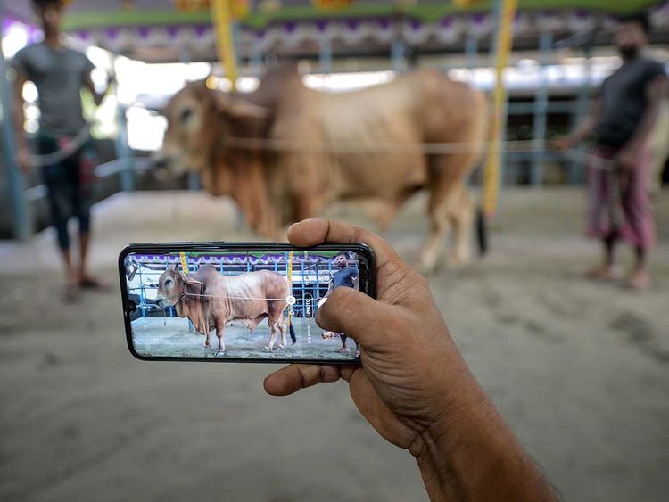 Eid Al Adha 2021: Online apps reveal prices of sacrificial animals in UAE |  Uae – Gulf News