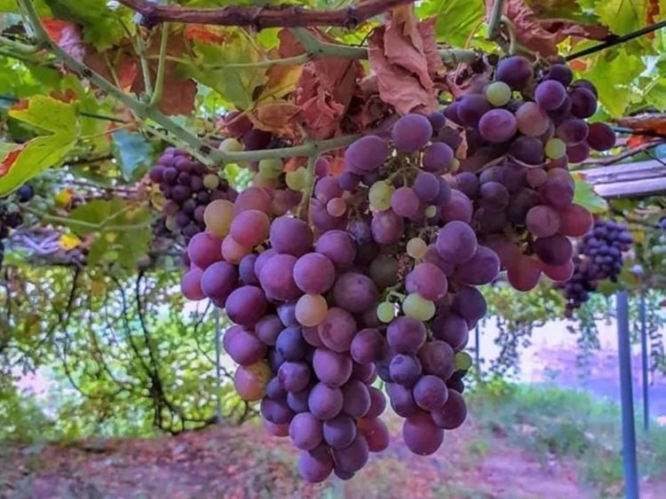 REG 200728 grapes 14-1595949016348