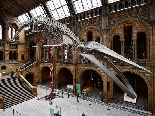 Dusting off the past: London's Natural History Museum prepares to re ...