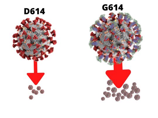 WHAT VIROLOGISTS FOUND: In the mutant virus, the genetic instructions for just one of those amino acids — number 614 — switched from a “D” (short for aspartic acid) variant to a “G” (short for glycine).