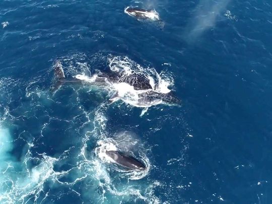 Australia whale orcas
