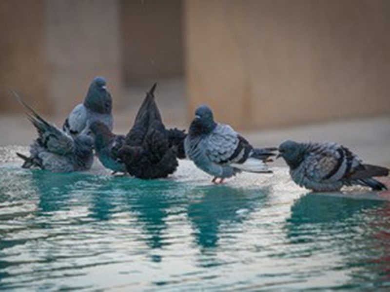 reader picture pigeons