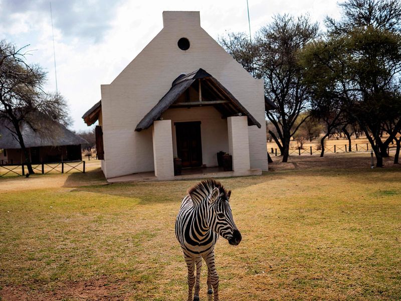 south africa safari gallery