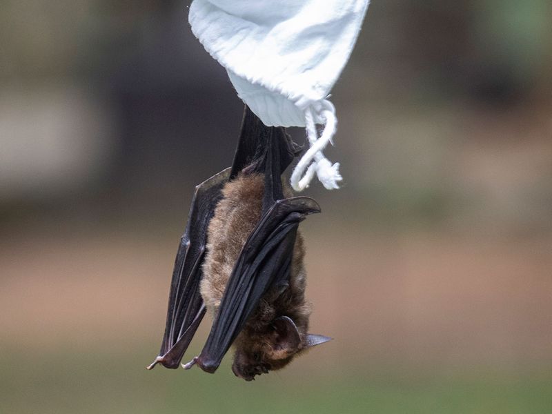Thailand Bat Catchers