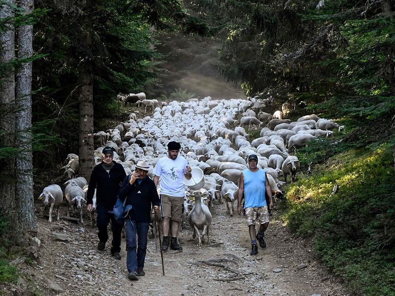 Sheep transhumance gallery