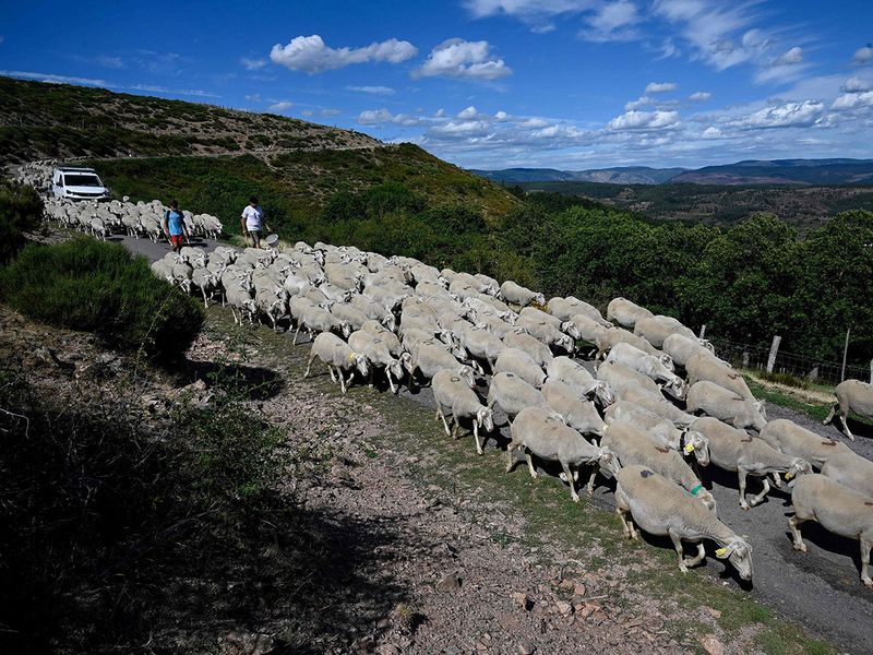 Sheep transhumance gallery