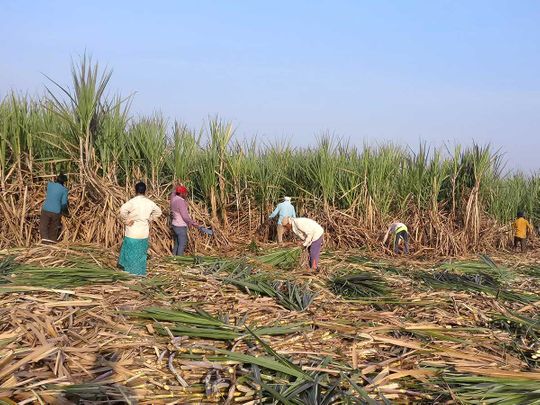 sugar cane india maharashtra