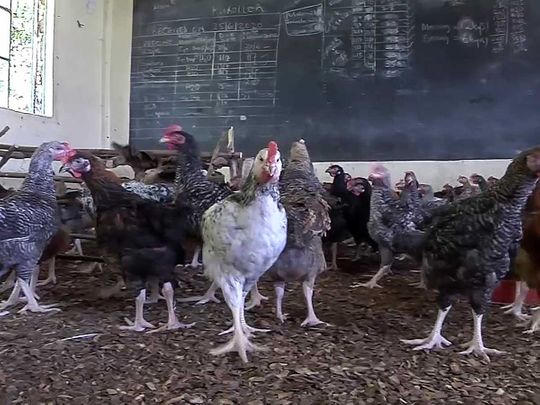 Chicken Kenya classroom