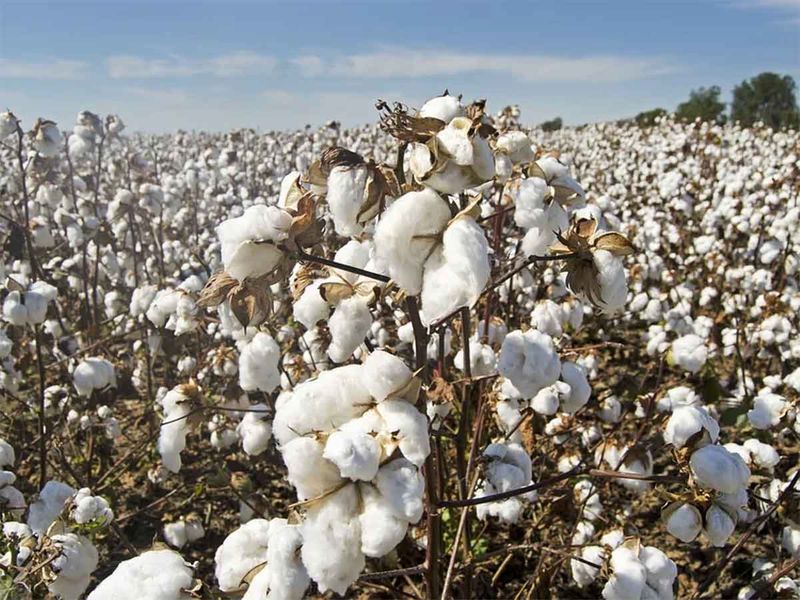 20200909 top news cotton generic