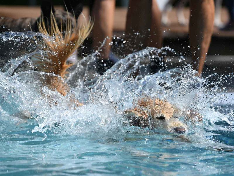 Dog swim day gallery