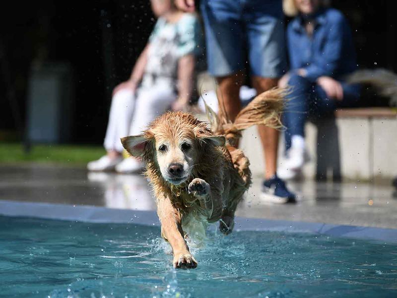 Dog swim day gallery