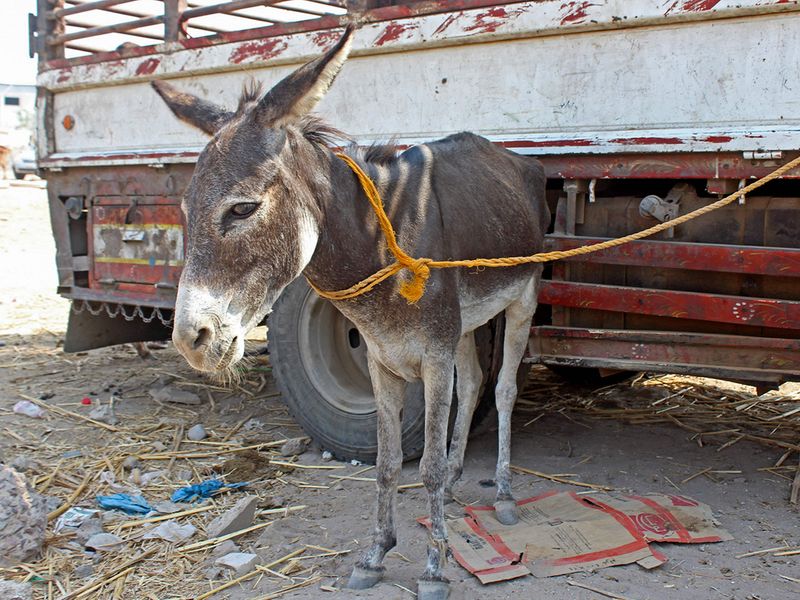 Yemen donkey trade gallery