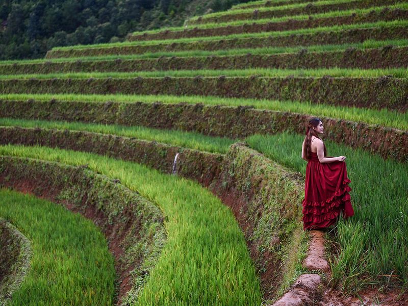 Vietnam rice fields gallery 