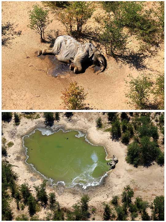 Botswana elephants