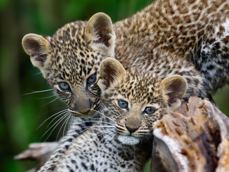leopard cub cubs generic 