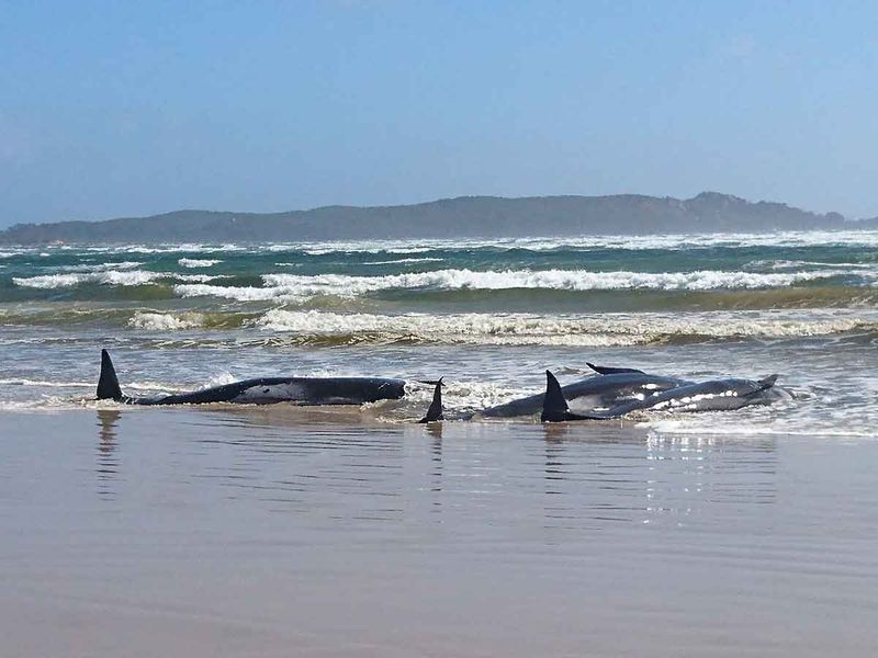 stranded whales gallery