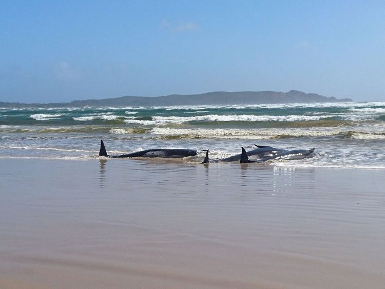 PHOTOS: Super Pod of 200 Pilot Whales Die in Mass Stranding in Australia