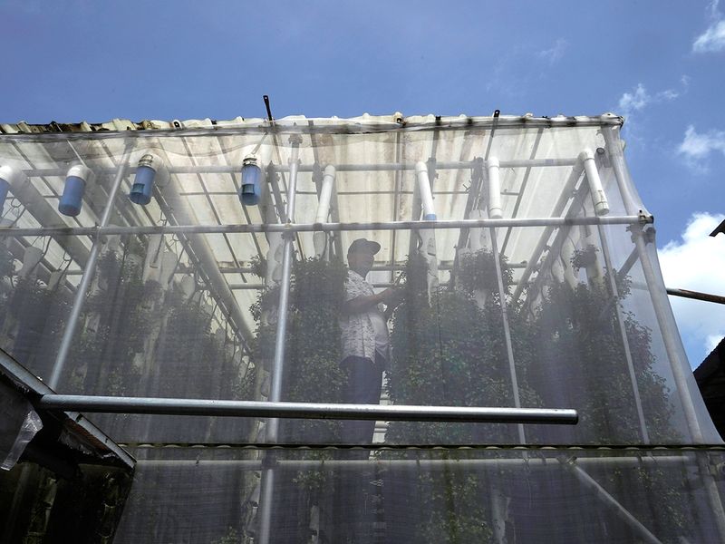 Hong Kong hydroponics