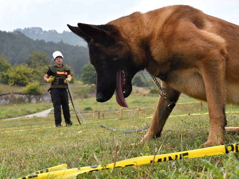 Mine-detecting dogs gallery