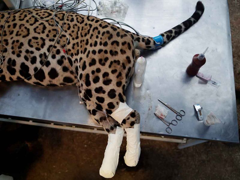 Jaguar burned by wildfires gallery 