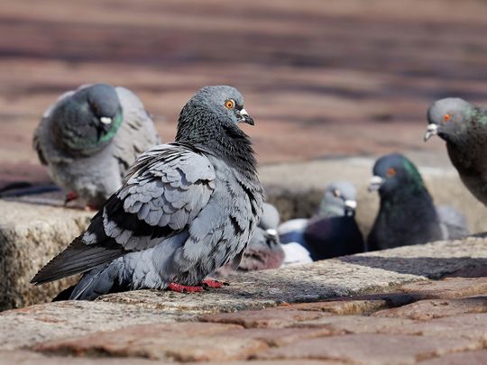 pigeons generic