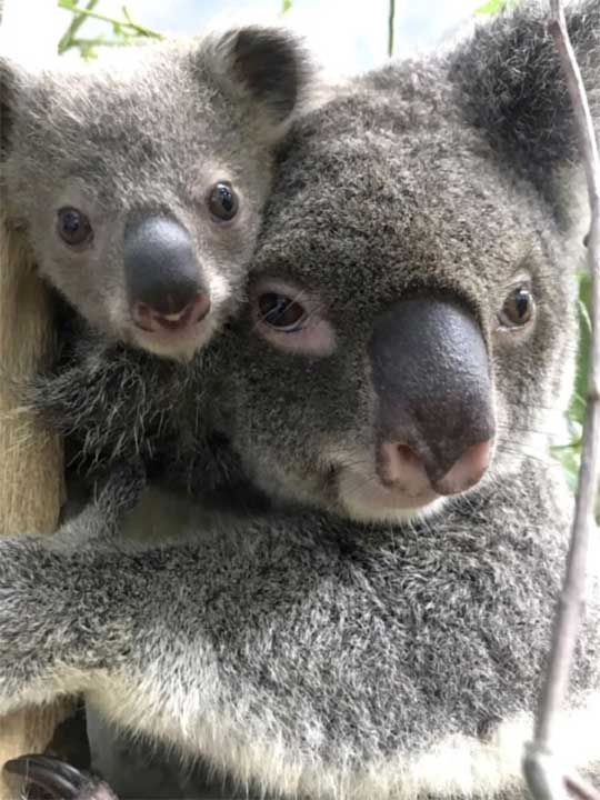 20200930 baby koala