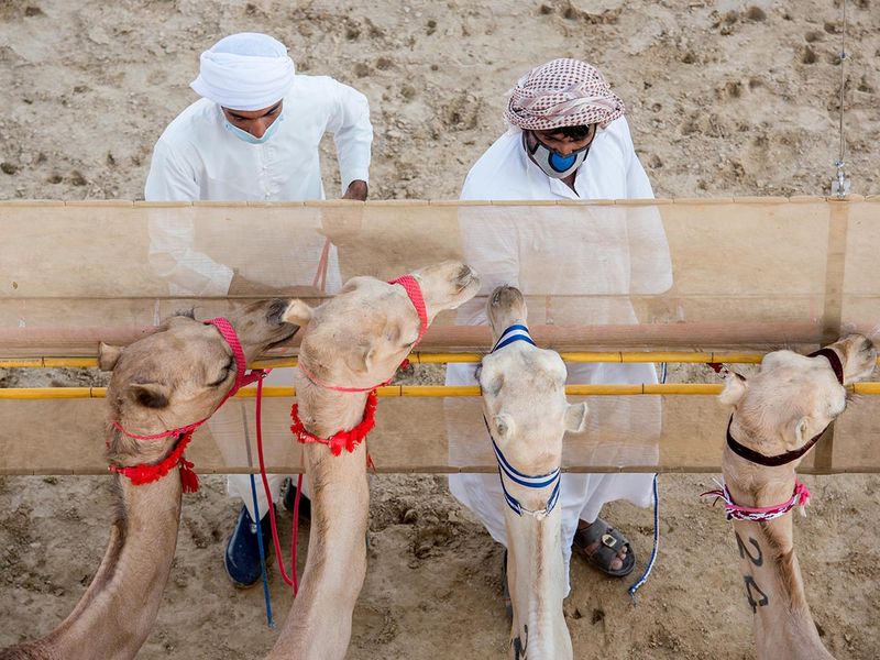 Marmoum camel