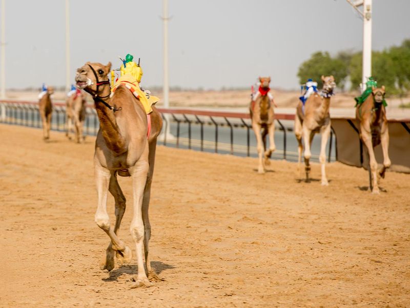 Marmoum camel