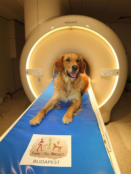 Dogs MRI gallery