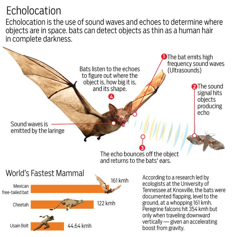 Bat echolocation