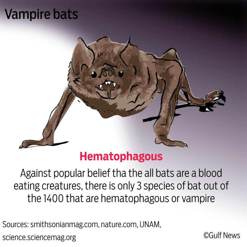 Bat vampire bats