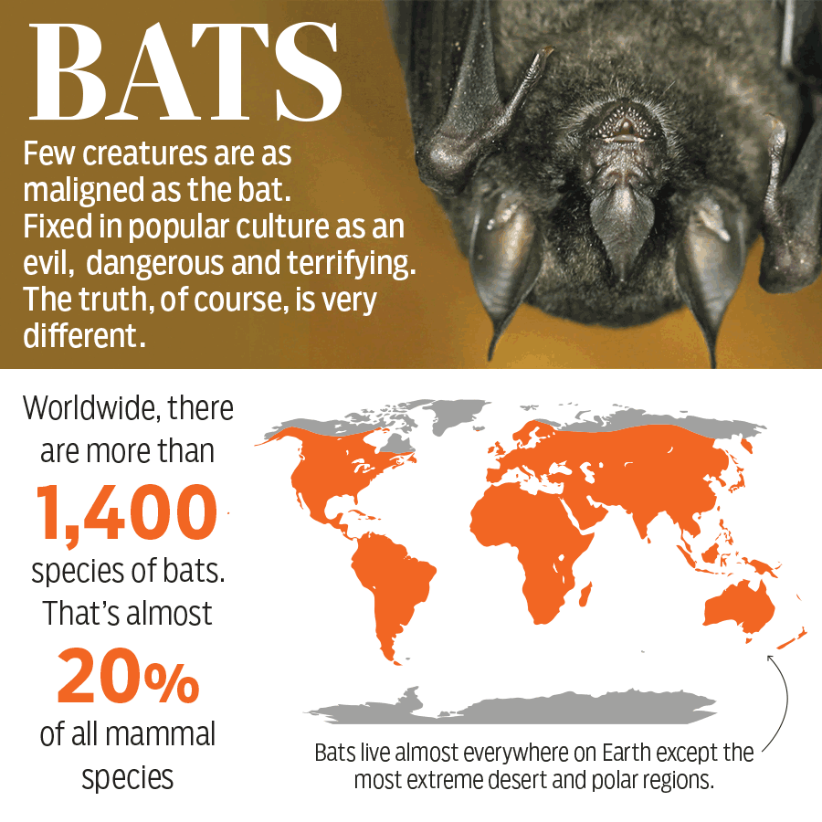 Bats: Smoke them out, nuke them, or love them? | Special-reports – Gulf News