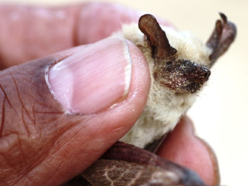 SMALLEST BAT IN THE UAE: The Sind Batina Serotine, the UAE's smallest bat.  