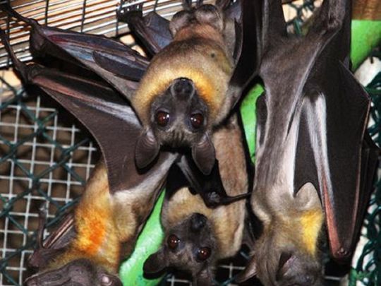 UAE fruit bats travel to far off places to get food.