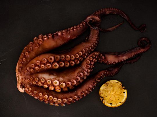 Boca Octopus