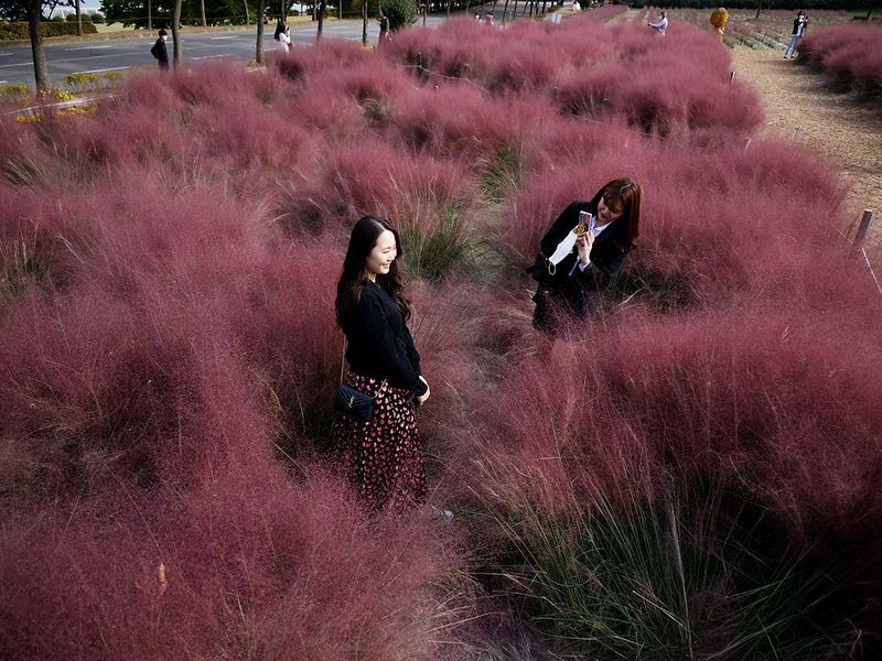 pink grass gallery