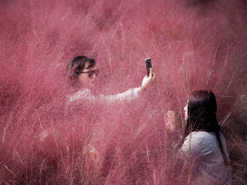 pink grass gallery