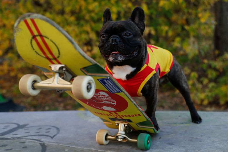 French Bulldog shows off impressive skateboarding skills | News-photos –  Gulf News