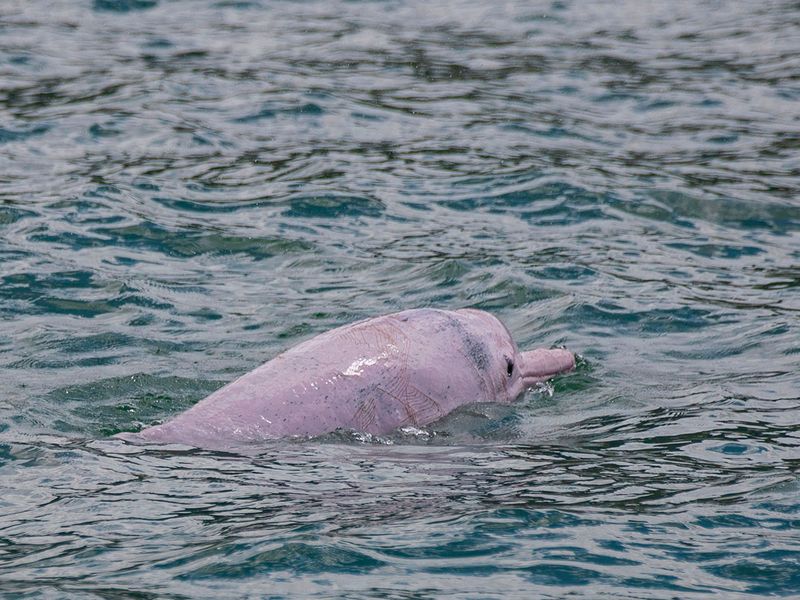 pink dolphins gallery 