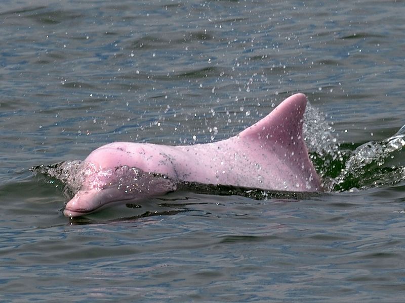 pink dolphins gallery 
