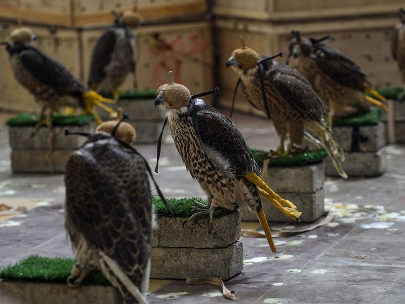 Pakistan smuggled falcons gallery 