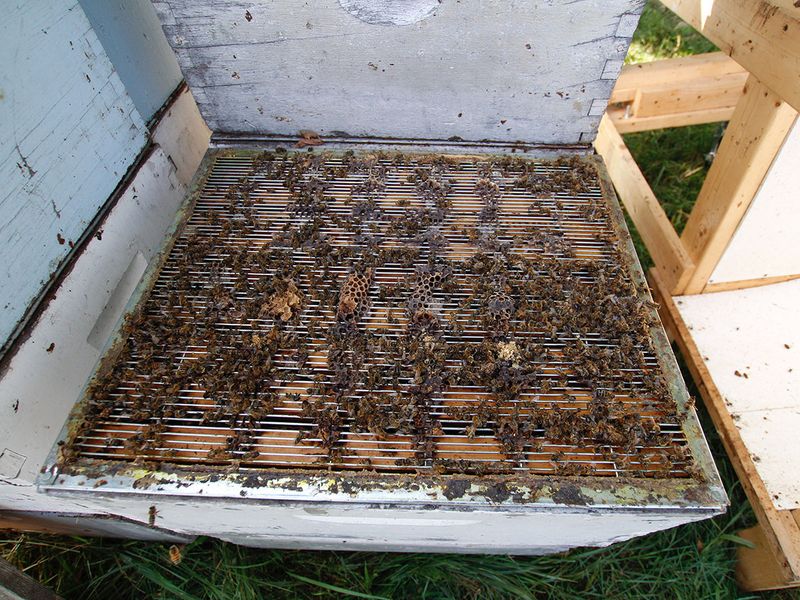Beekeepers gallery 