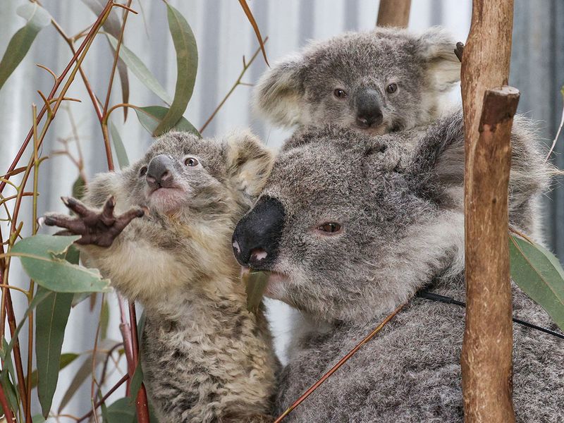 Koalas gallery 